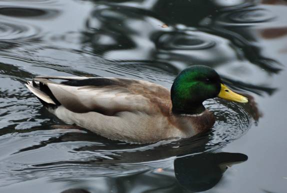 Tranquilidade em um dos lagos do Beacon Hill Park, em Victoria, capital da British Columbia, no oeste do Canadá